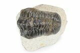 Detailed Reedops Trilobite - Atchana, Morocco #341178-1